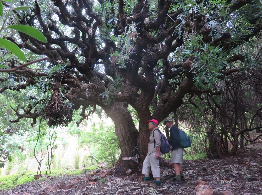 Rabids cabbage tree